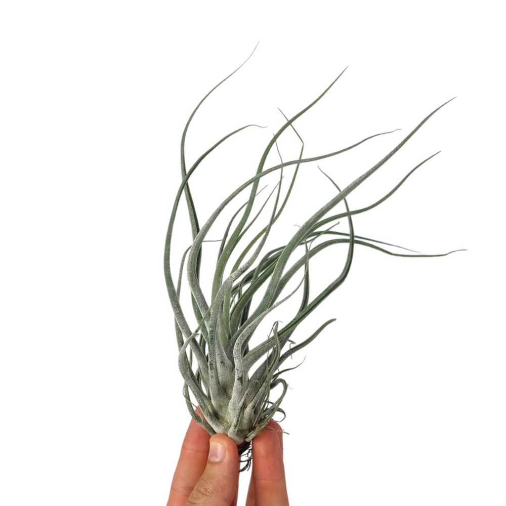 Tillandsia Ehlersiana.