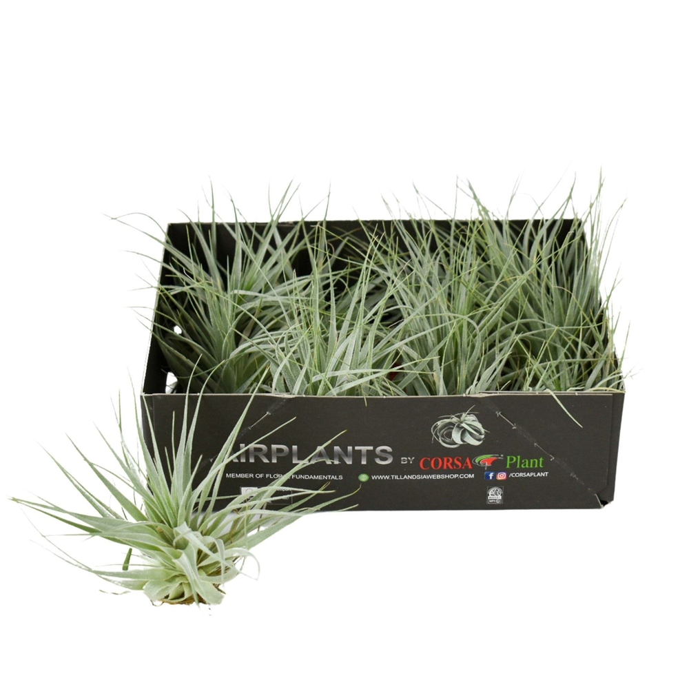 Tillandsia Gardneri.
