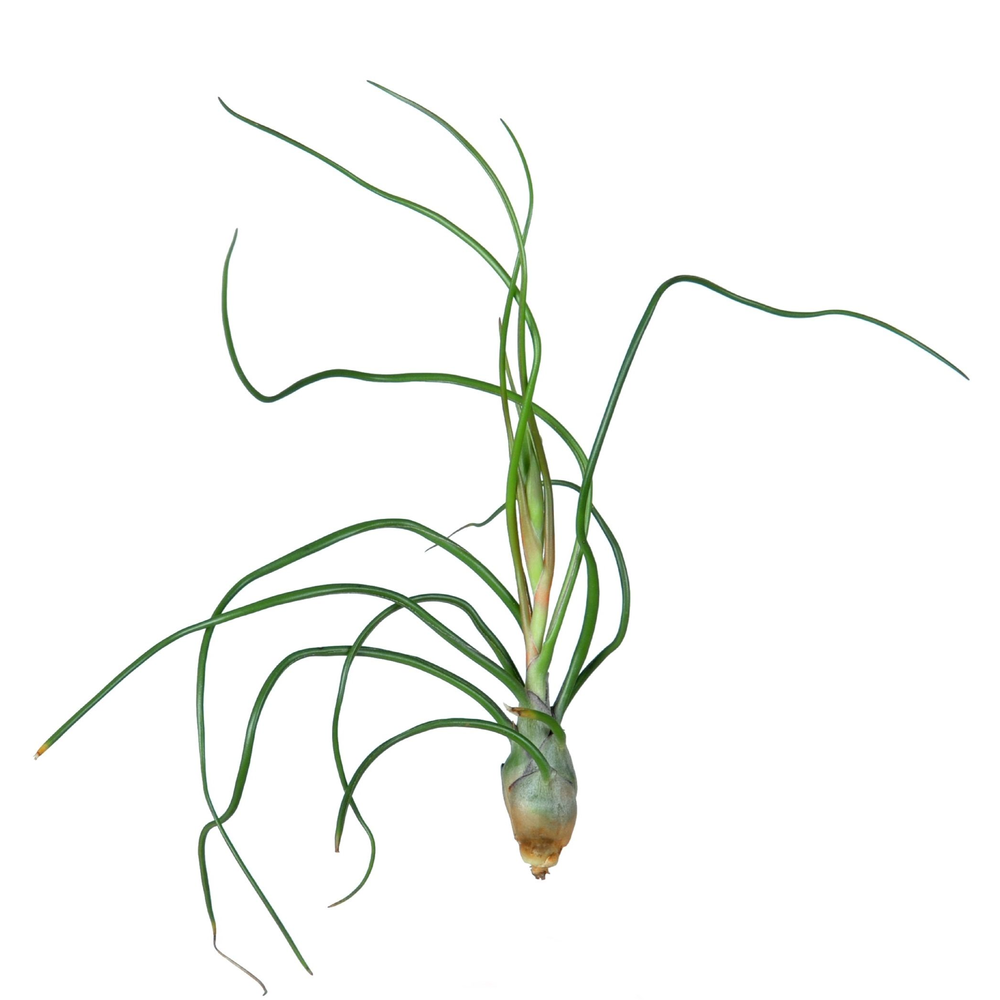 Tillandsia bulbosa.