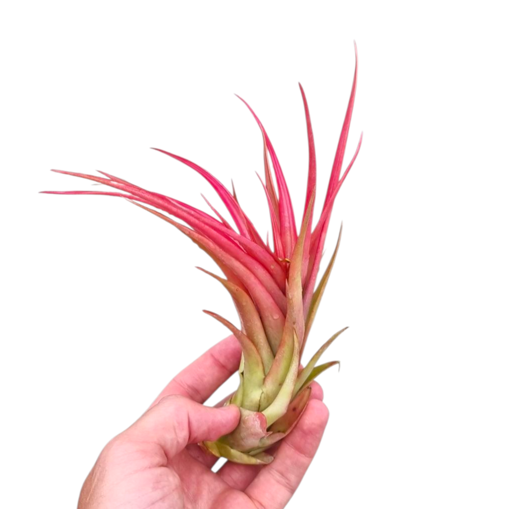 Tillandsia Multiflora XL red.