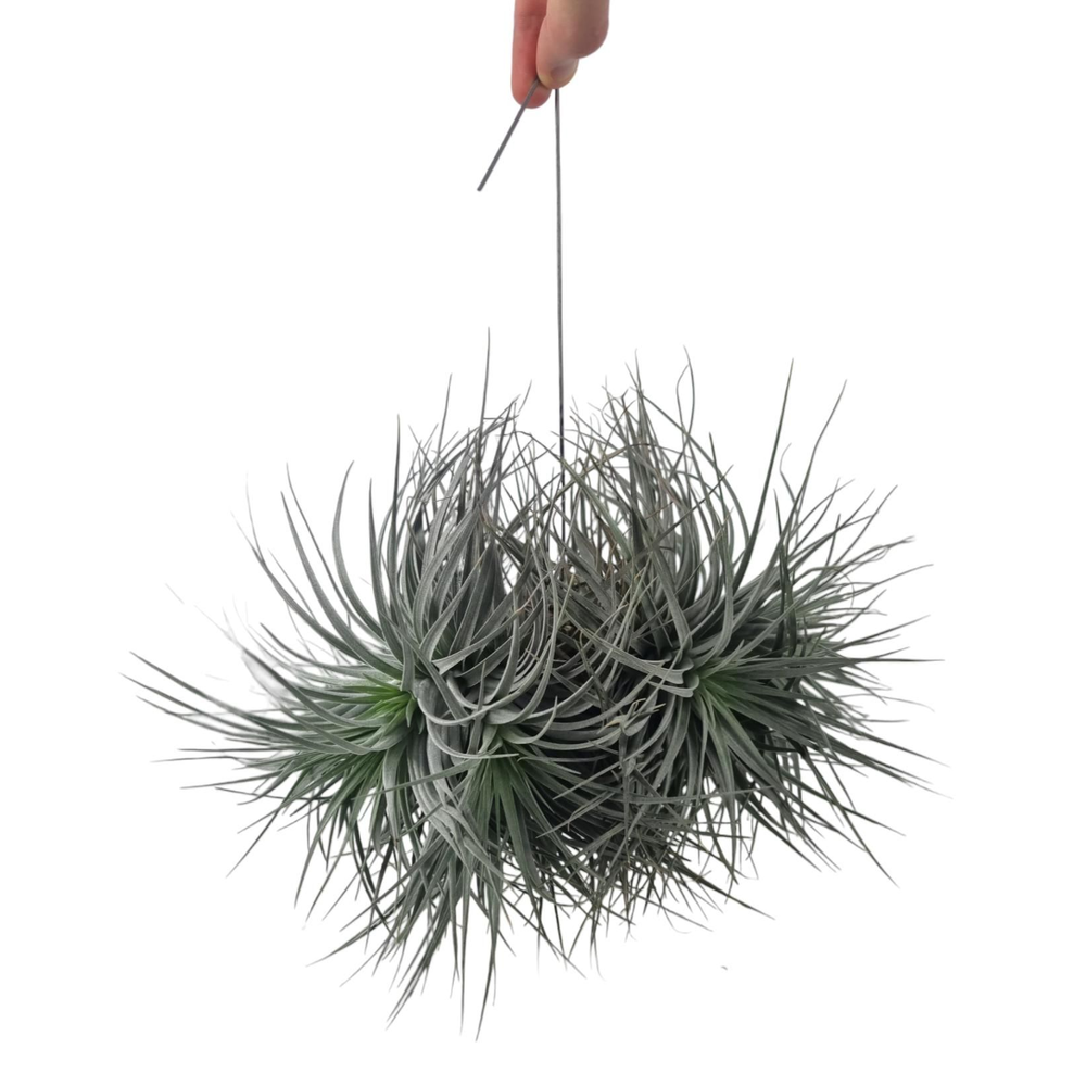 Tillandsia silver clumb XXL.