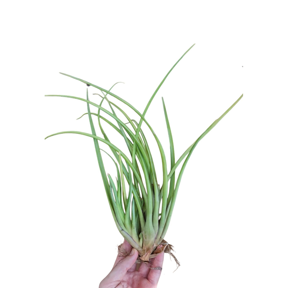 Tillandsia Melanocrater XL.