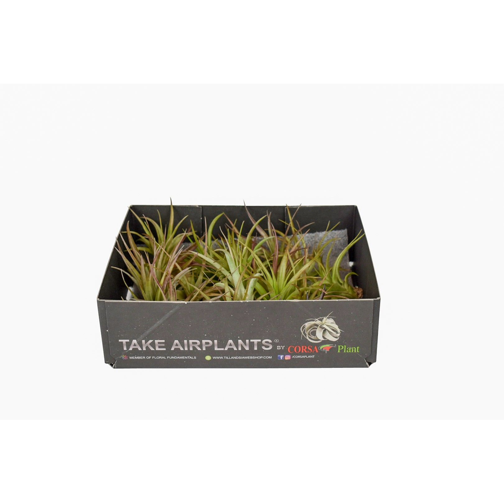 Tillandsia multiflora.