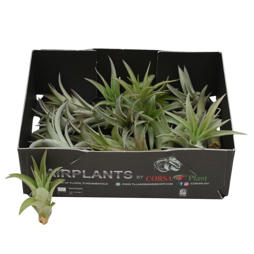 Tillandsia Multiflora Bonsai (baby).