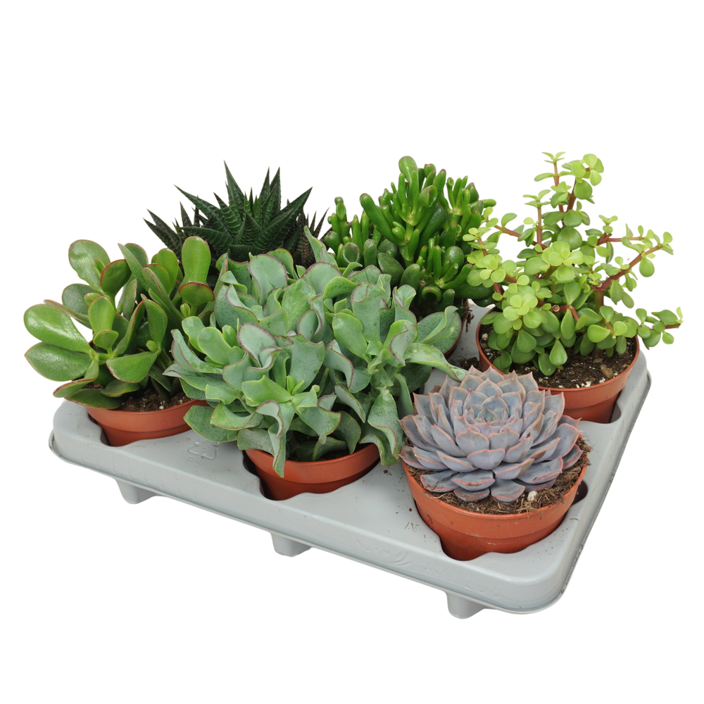 Cites FREE - Succulenten mix 12 cm.