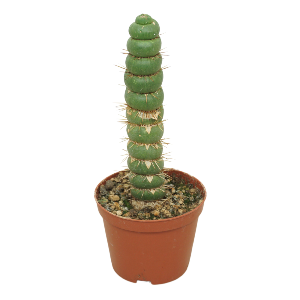 Eulychnia castanea spiralis 10,5 cm.