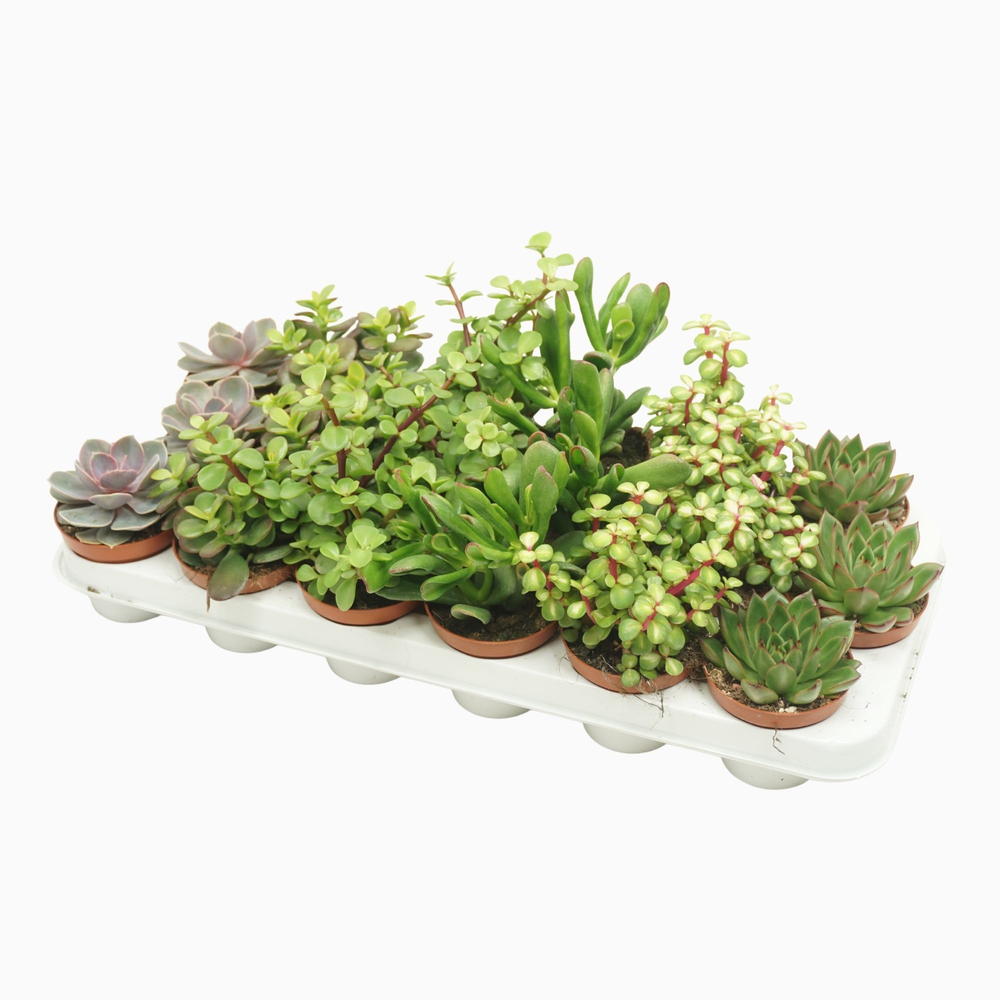 Cites FREE - succulenten mix 8,5 cm.