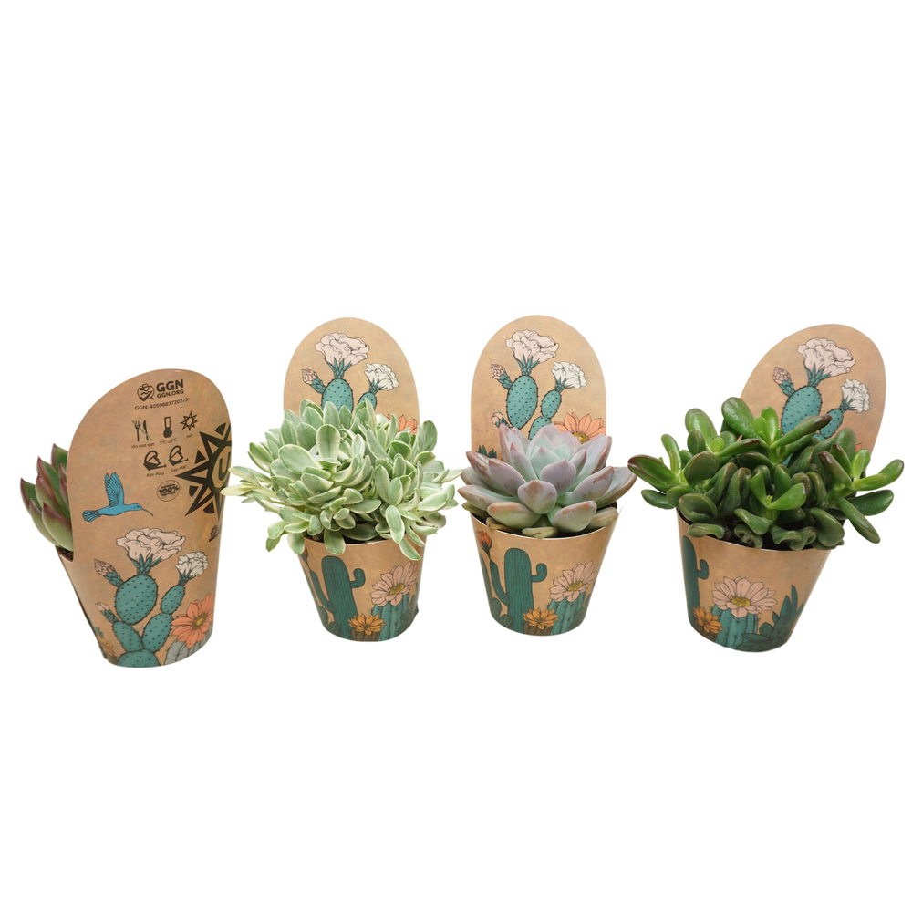 Succulenten mix 8,5 cm in Ubink potcover.