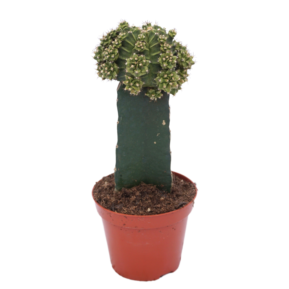 Gymnocalycium geënt groen 8,5 cm.