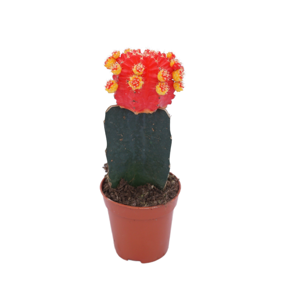 Gymnocalycium geënt rood/geel 5,5 cm.