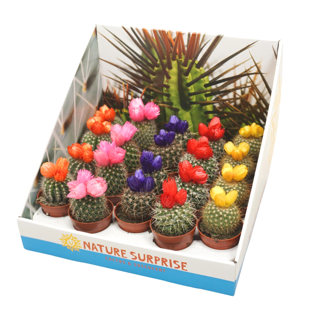 Cactus op rij 5,5 cm met 3 plakbloemen in presenta.