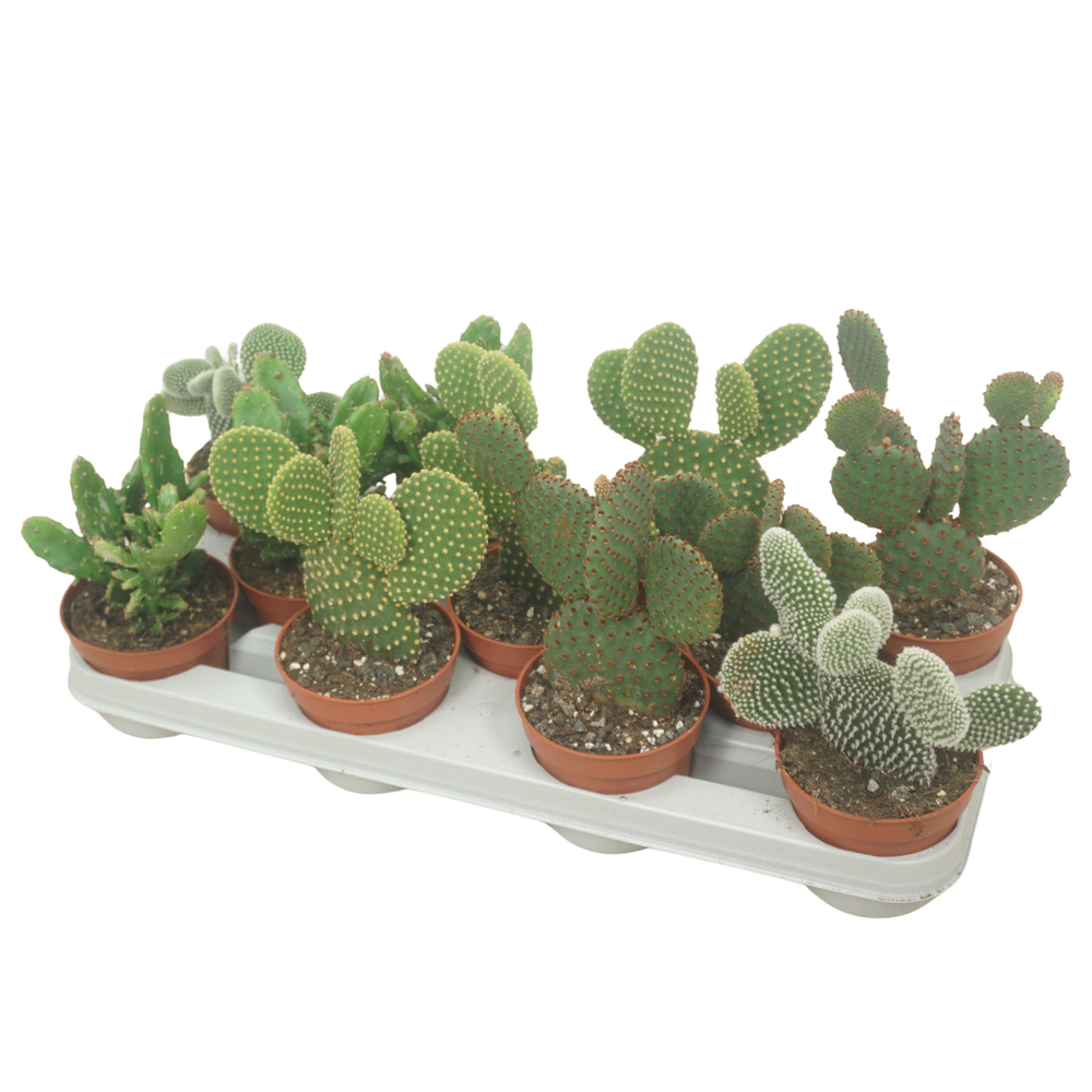 Cites FREE - Opuntia mix 10,5 cm.