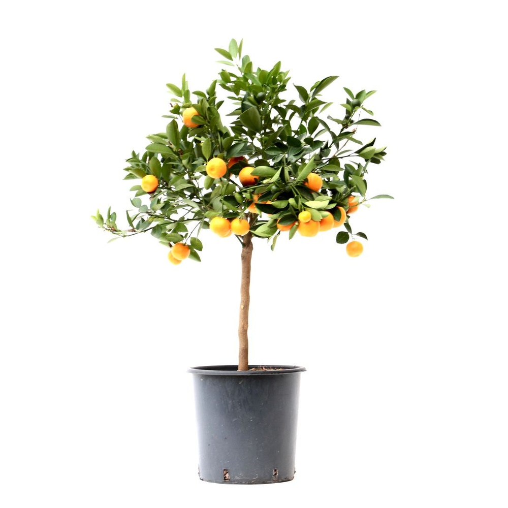 Citrus Calamondin.