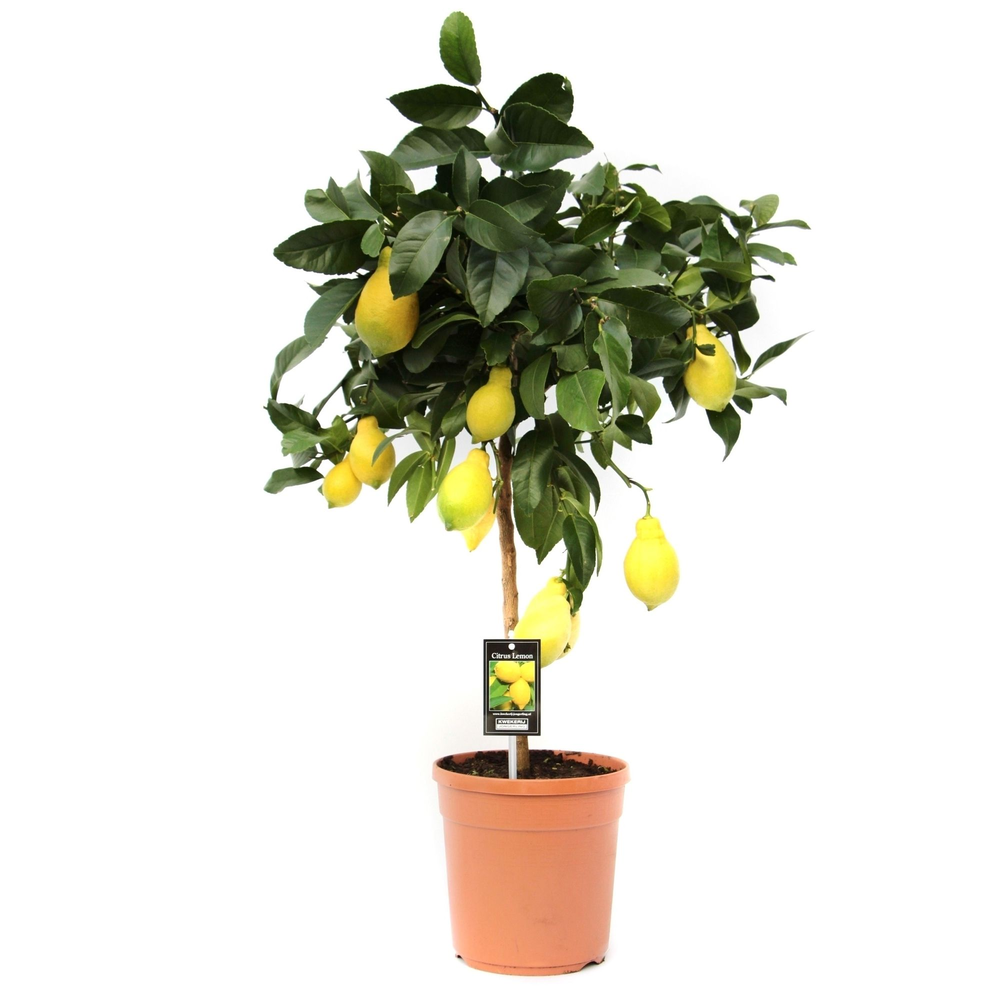 Citrus Lemon 2 tot 5 vruchten.