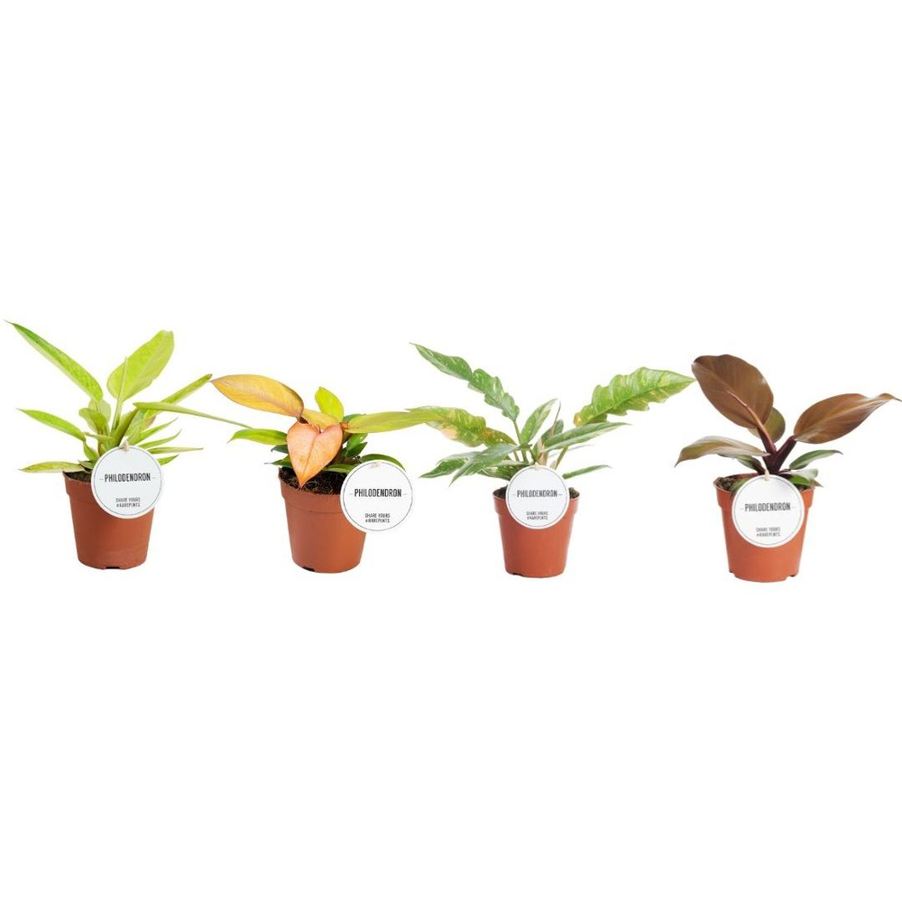 Philodendron Colour Mix.