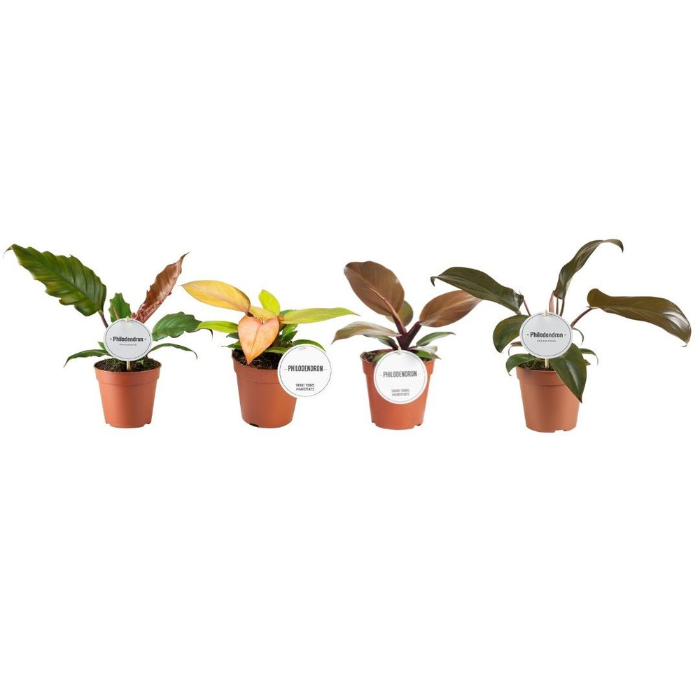 Philodendron Autumn Mix.