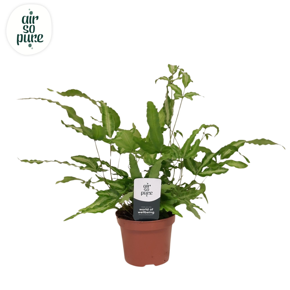 Pteris albolineata - Air So Pure.