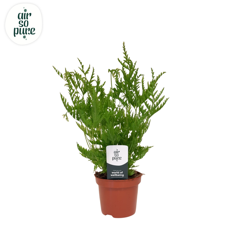 Pteris straminea - Air So Pure.