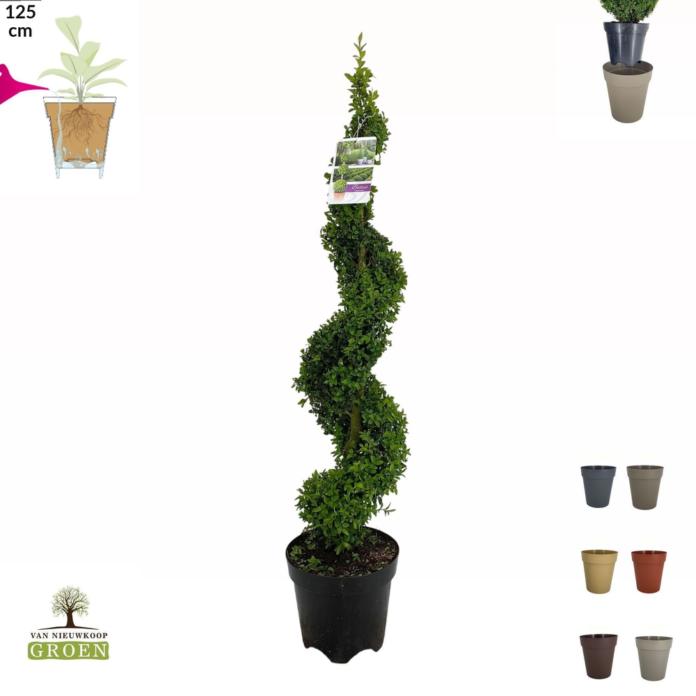 Buxus sempervirens Spiraal 100-120.
