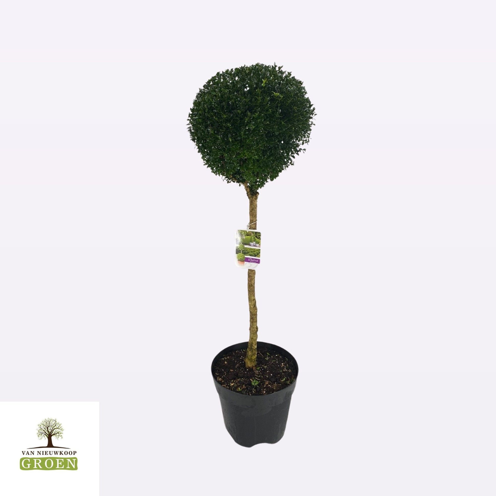Buxus semp. Mix shelf: 8x Various shapes, pot 32, .