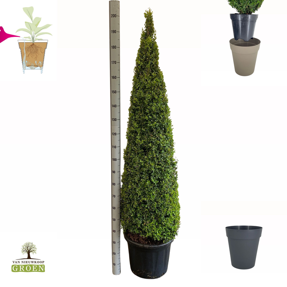 Buxus Sempervirens Piramide 160-180.
