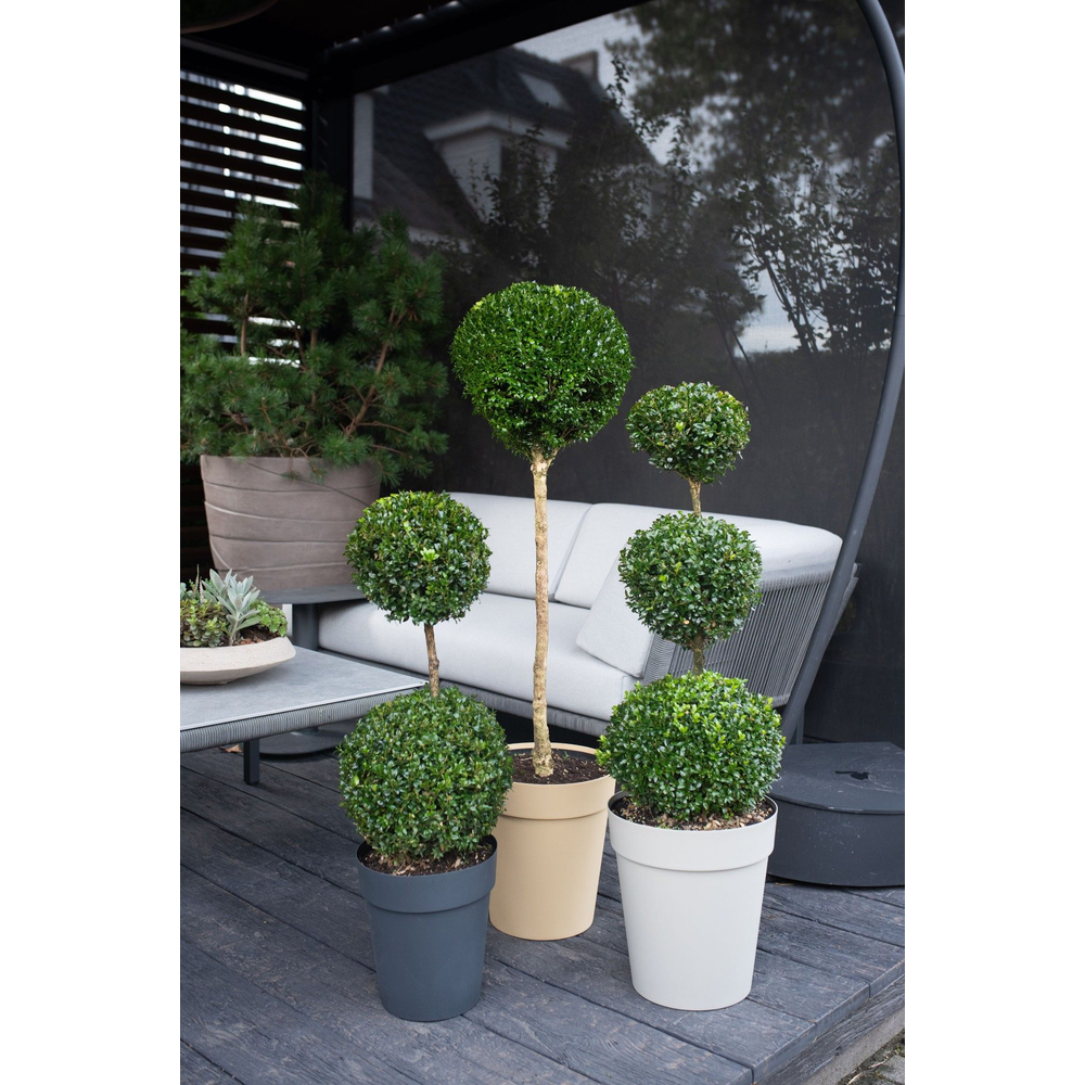 Buxus semp. Mix shelf: 8x Various shapes, pot 32, .