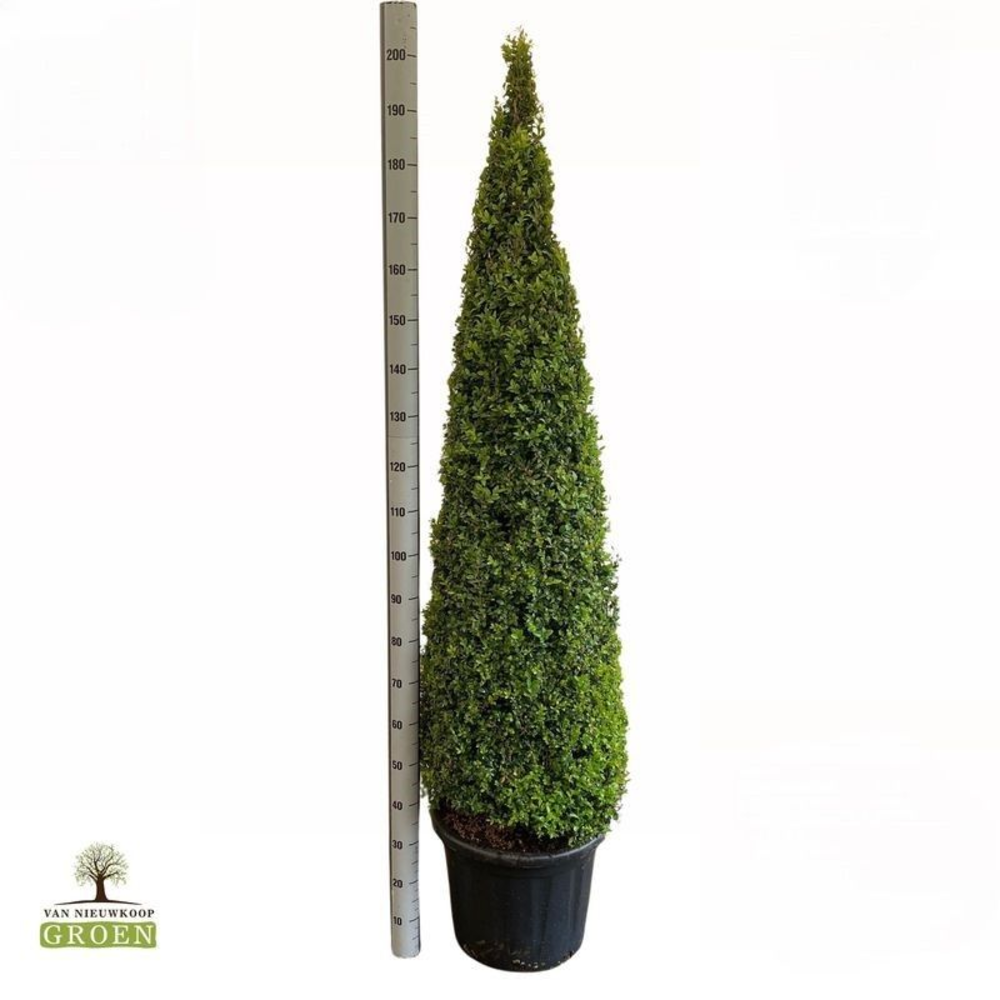 Buxus Sempervirens Piramide 160-180.
