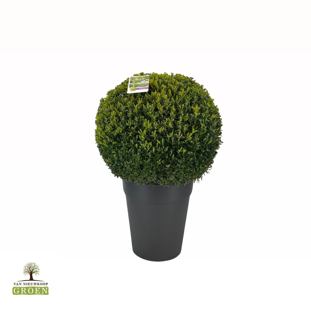 Buxus sempervirens Bol 60.