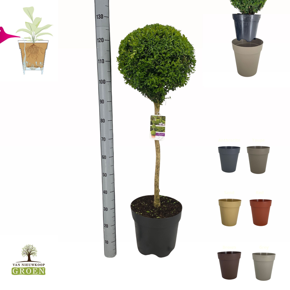 Buxus sempervirens Bol op stam L.