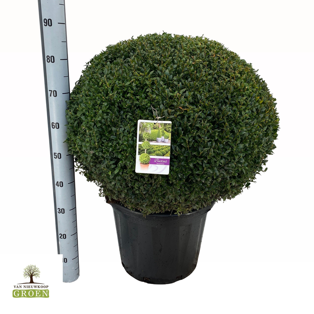 Buxus sempervirens Platte Bol 70.