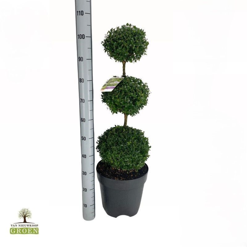 Buxus sempervirens Triobol L.