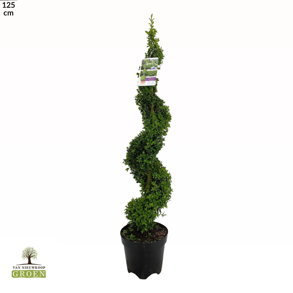 Buxus sempervirens Spiraal 100-120.