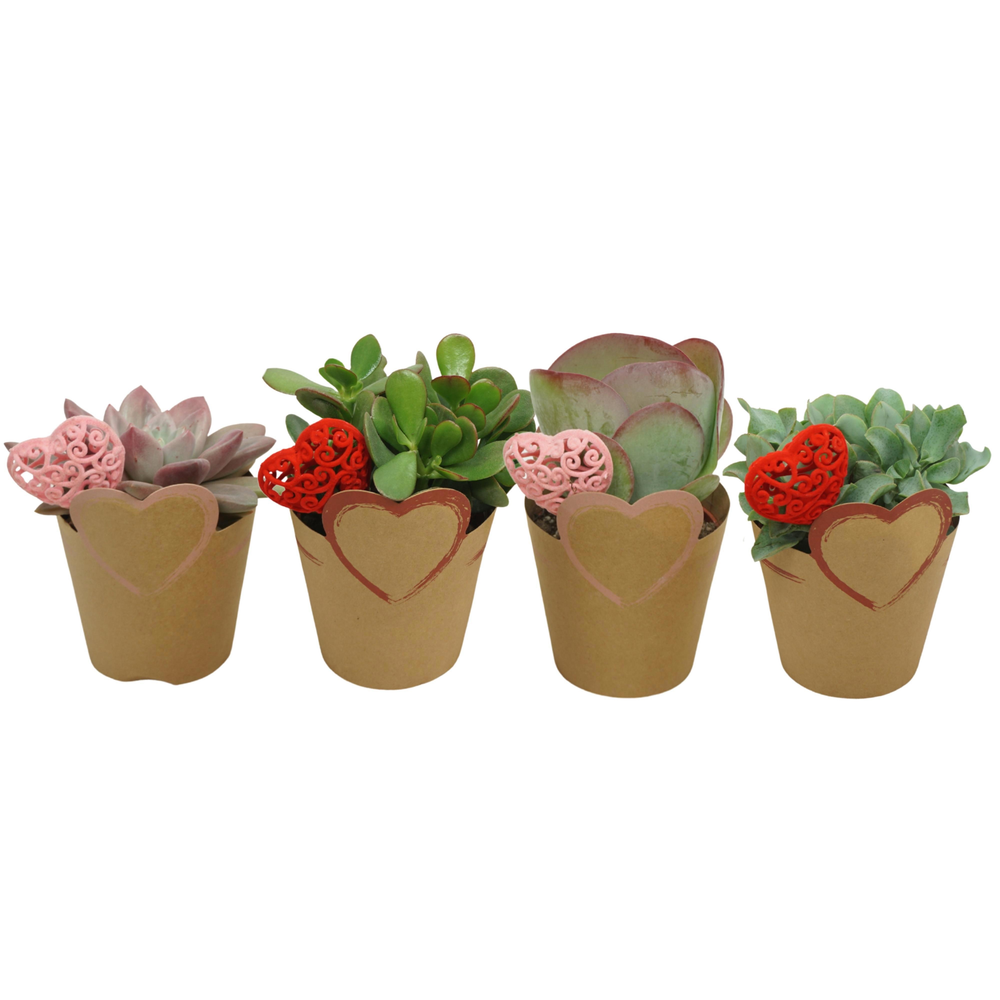 Succulenten mix 10,5 cm in 'Valentine potcover' me.
