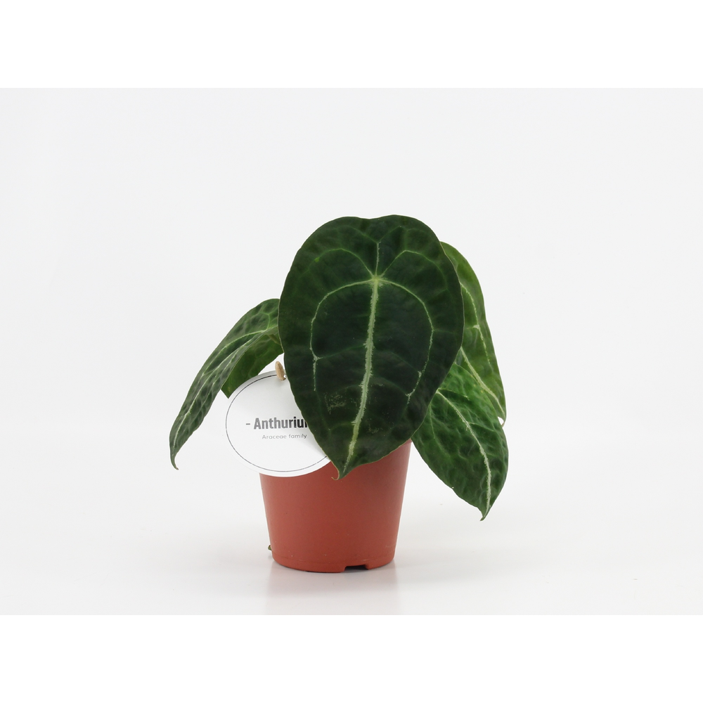 Anthurium Forgetti x Nigrolaminum.