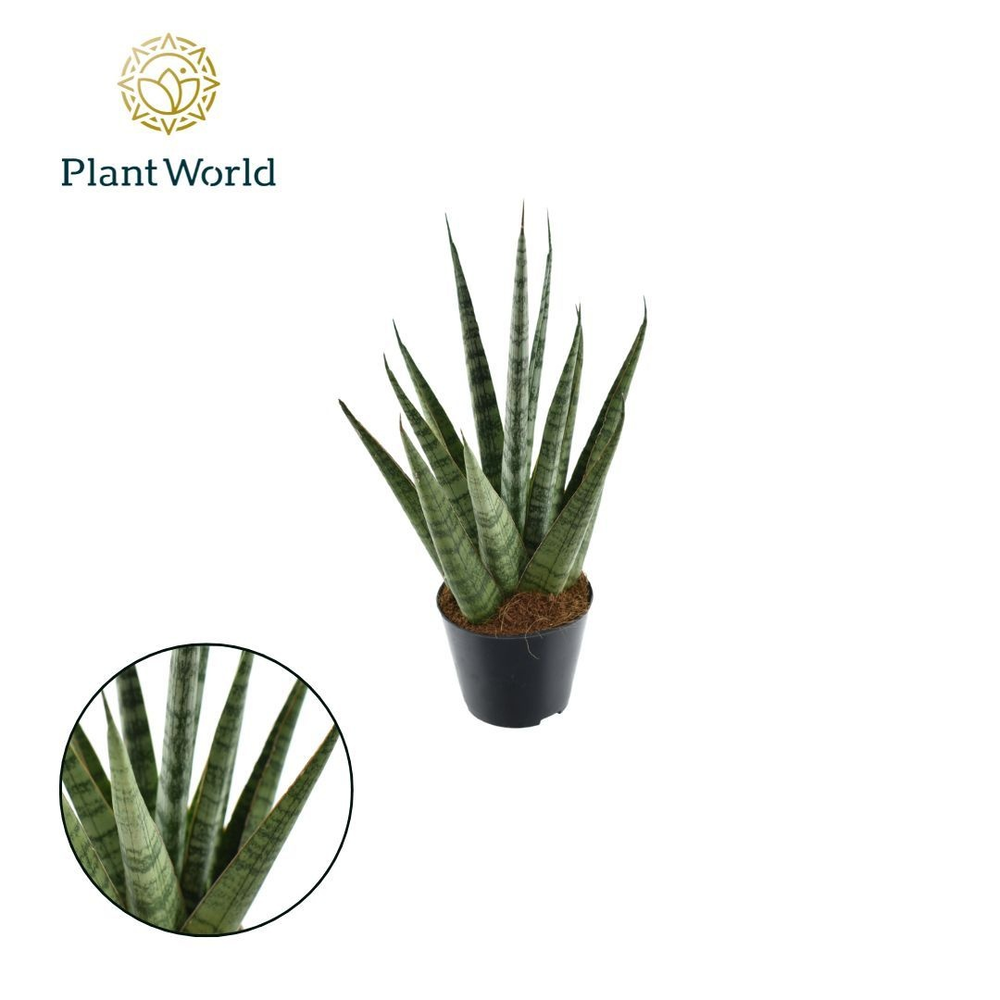 Sansevieria Sem.