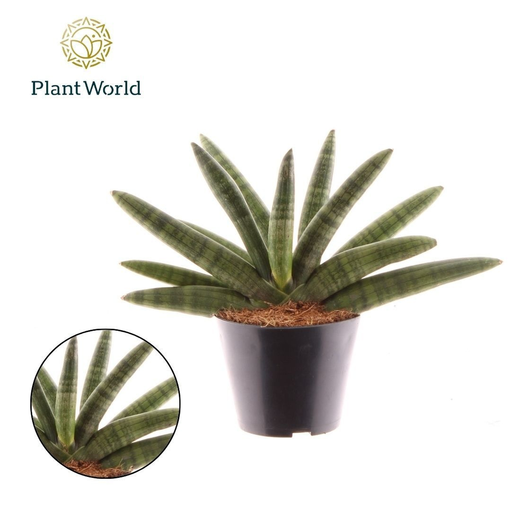 Sansevieria Skyline.