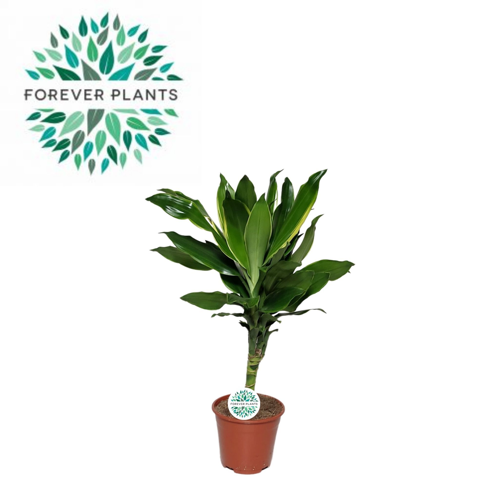 Dracaena Golden Coast p14,.