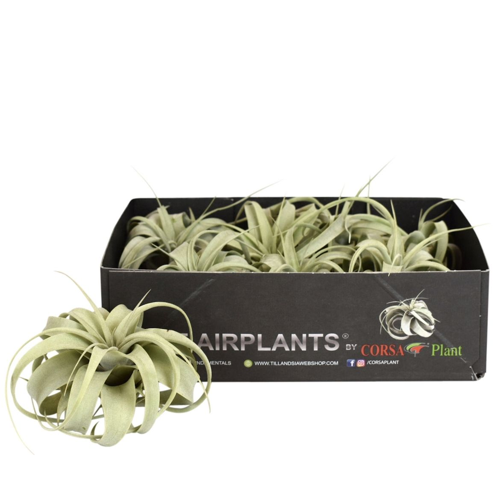 Tillandsia xerographica bonsai x8.