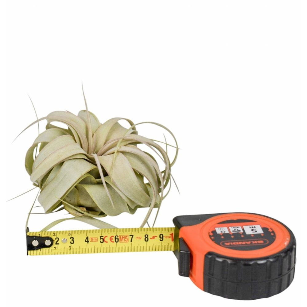 Tillandsia xerographica x15.