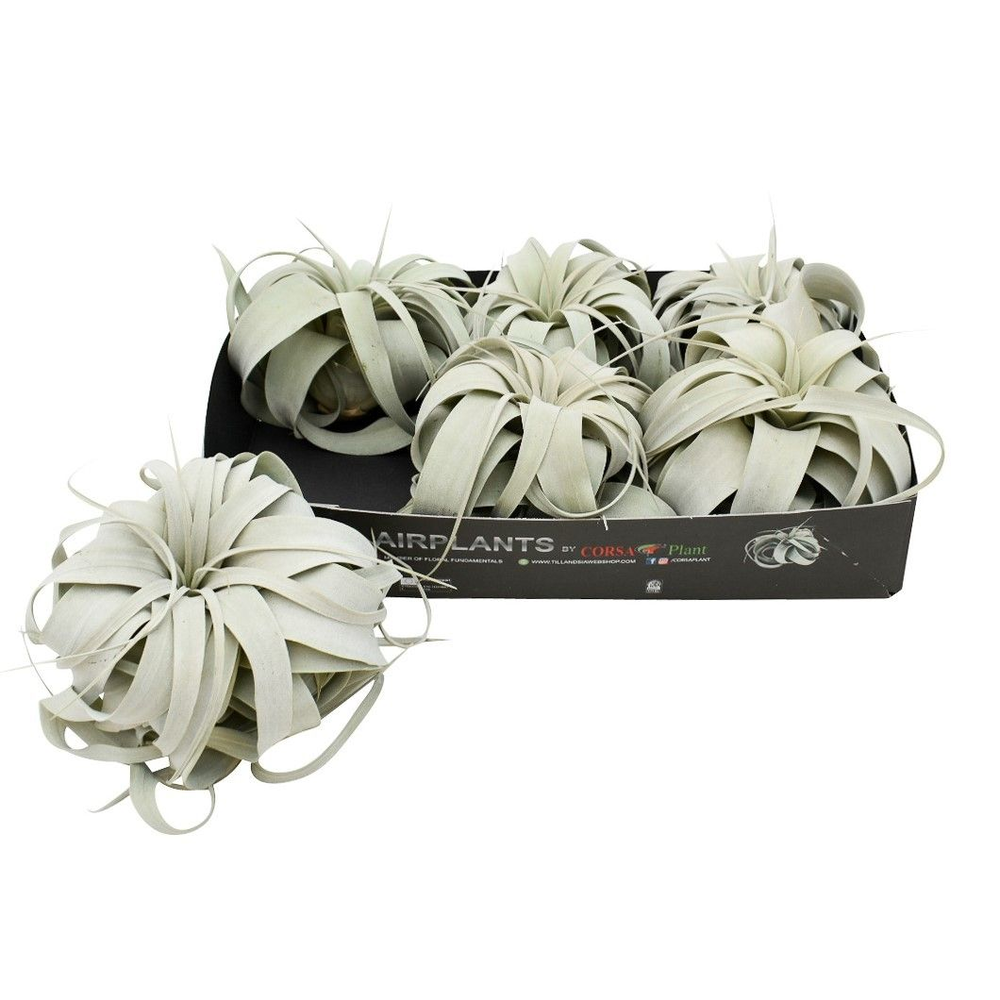 Tillandsia xerographica x6.