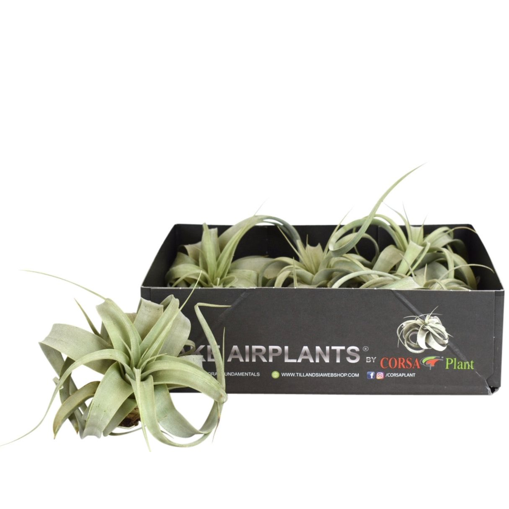 Tillandsia xerographica bonsai x5.