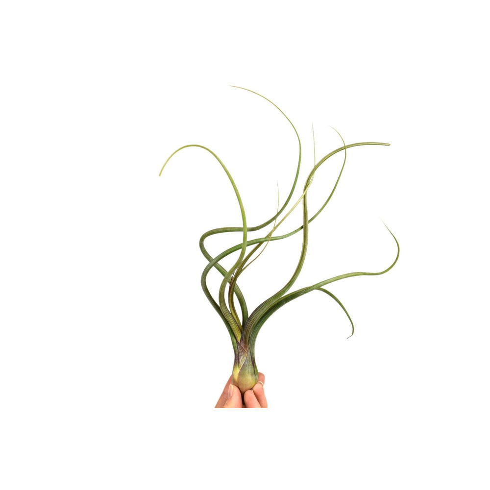 Tillandsia Bailey.