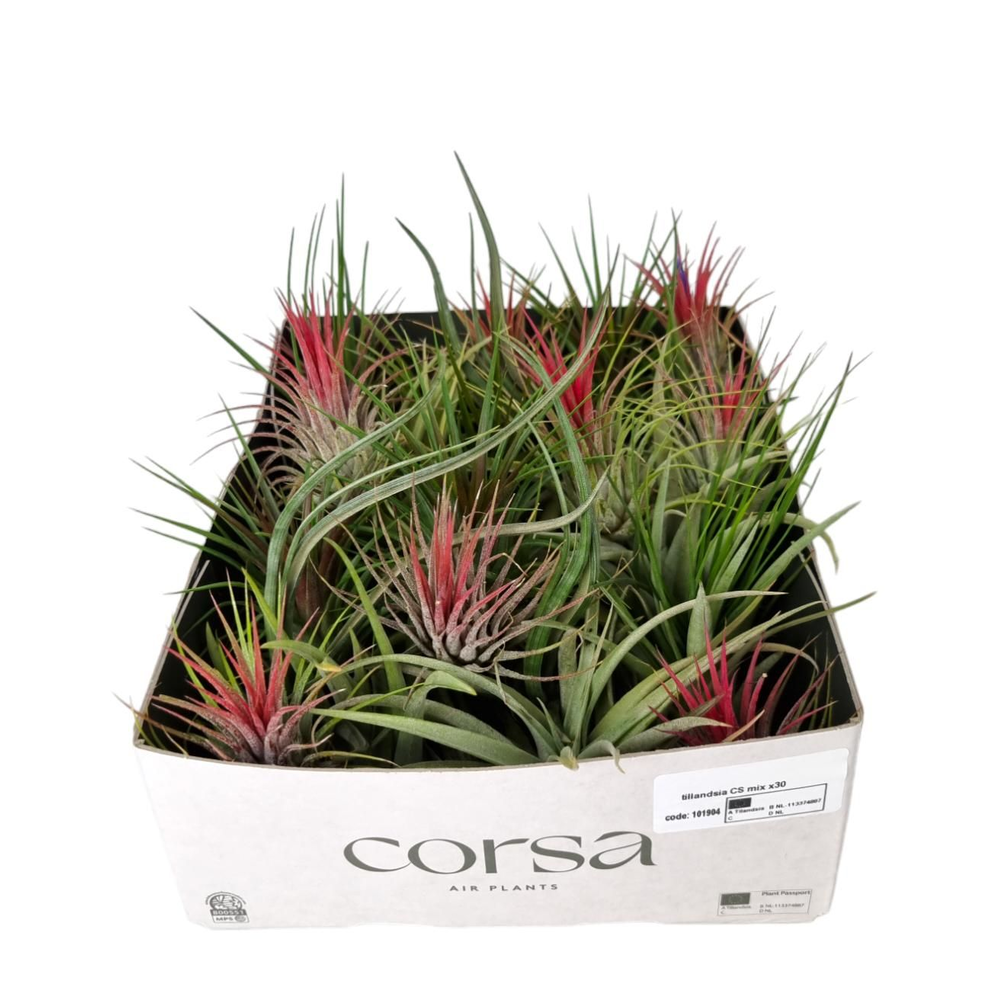 Tillandsia CS mix X30.