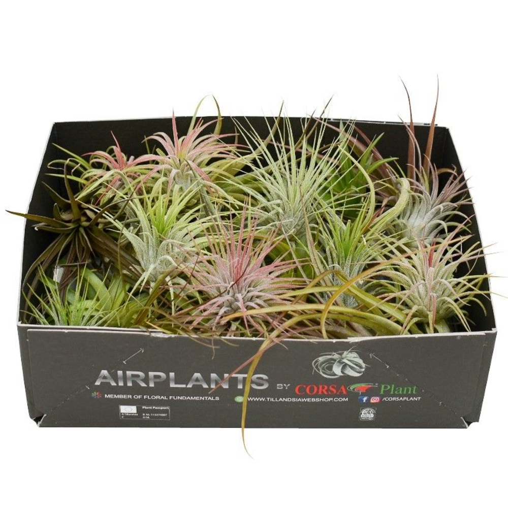 Tillandsia CS mix x35.