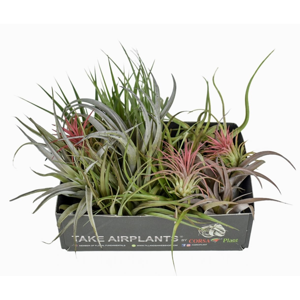 Tillandsia CS mix x15.