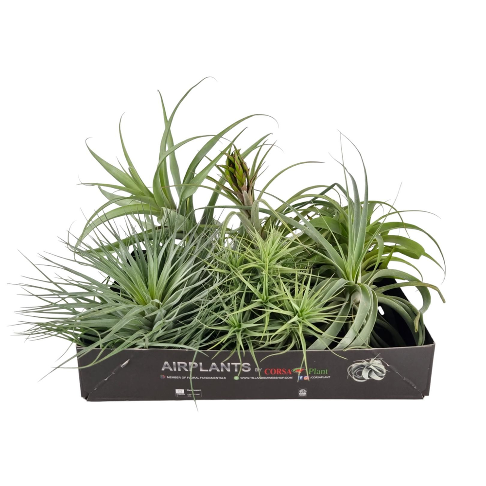Tillandsia exclusif mix XXL x6.