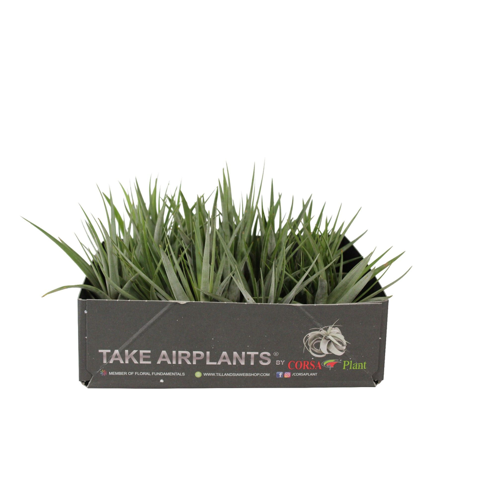 Tillandsia faciculata.