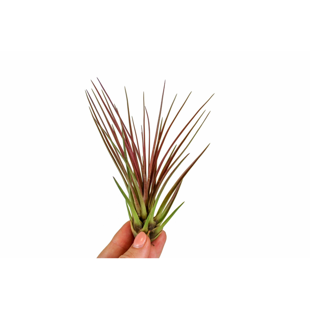 Tillandsia Melanocrater rood.