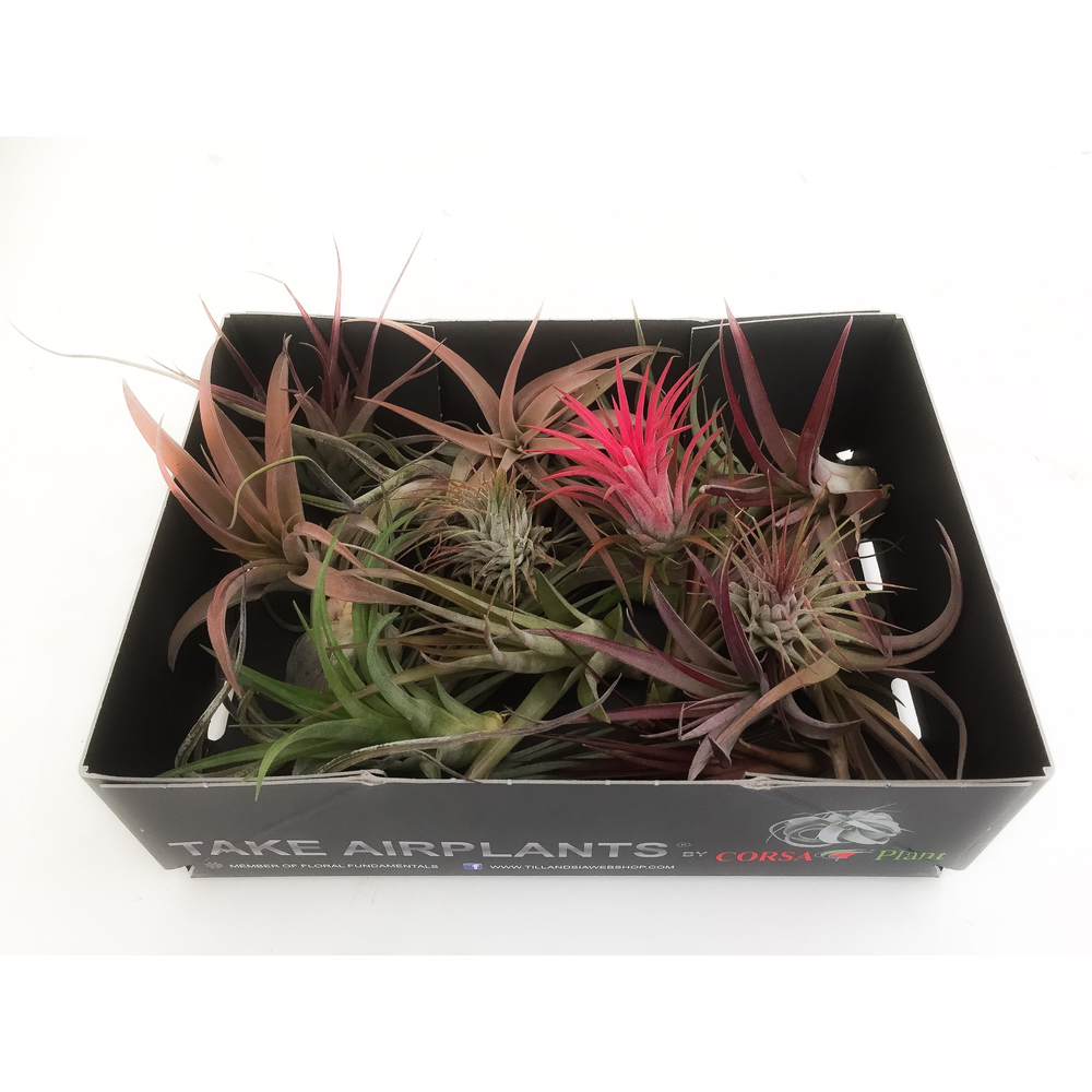 Tillandsia mix x20.