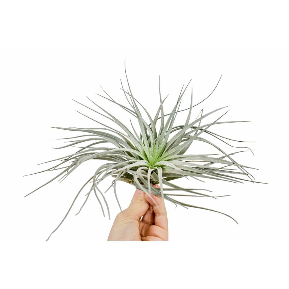 Tillandsia silver.